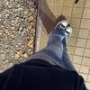 daphnecorva_4