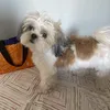 donna.palaen.pet