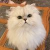 Noelle the Doll Face Persian
