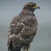 rastgo.rafiiq