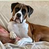 romeo1boxer