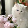 bhgfipbrdr