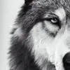 redginton_0