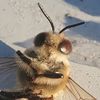 beedude76