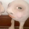 thejaycobzz