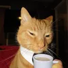 caiocascai0