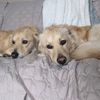 the.rescue.goldens