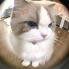 katte_sasya