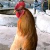 chicken_joe152