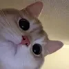 dexbayn