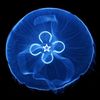 blu.jellyfish