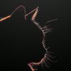 faalovers_17