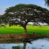 phugiabi