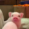 abcdxyz393939
