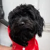 frankthetoycockapoo
