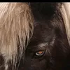 zozo_2_hb