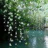 wild_aa4