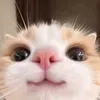 muffin_zairah