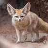 fennec_lyrics