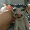 hungryange