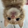 mairuni_55
