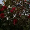 ruqayyah2815