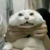 s0fi_catmylove