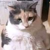 ethnyan.alhmlaji3