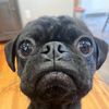 olliethepuggo