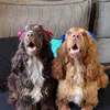 spanielsis