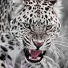 sweetiesnowleopard