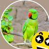 abduraziq51