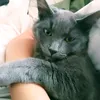 amramcats4