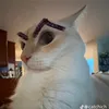 quangbip83