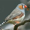 buddleia_78
