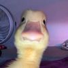 duckyyytwo