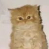 fistashking