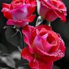 user51117498886810
