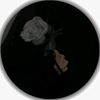 moonlight_201080