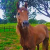 ronaldo.magalhes61