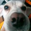 soy_nahual166