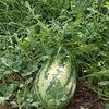 watermellon279