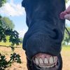 my.heart.4.horses