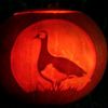 thecanadiangoose7