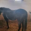 ilincadrg79