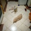 happy.puppy08