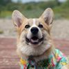 ollieinbarklyn