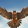 user8006111679322