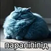 paralipipidlyr