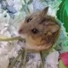 chunk_the_hamster1